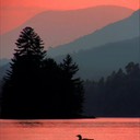 Loon at Sunset Red