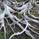 CedarBones