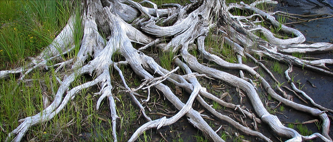CedarBones