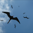 Circling
