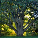 CodmanTreeBa.tif