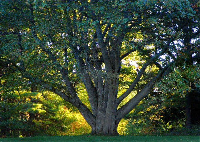 CodmanTreeBa.tif
