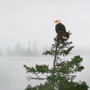 Eagle06-2A