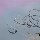 FallenTree