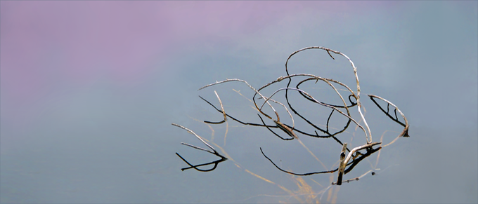 FallenTree