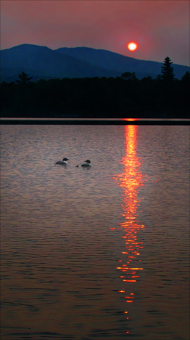 Family of Loons
