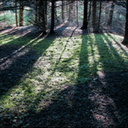 ForestDawn1