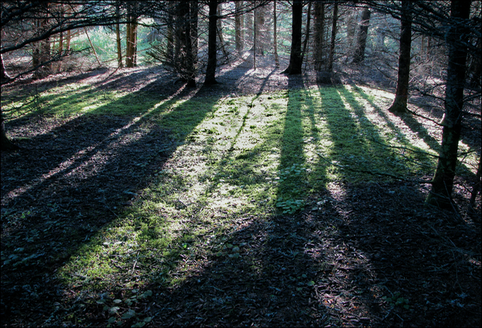 ForestDawn1