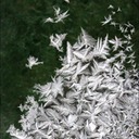 Frost1.tif