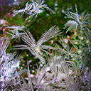 Frost30