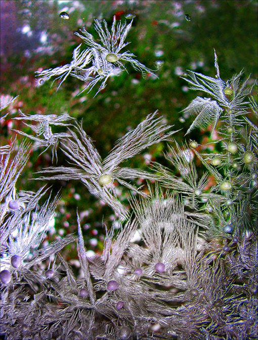 Frost30
