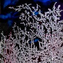 Frost35