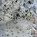 Frost45