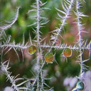 Frost48