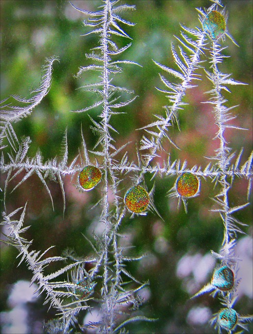 Frost48