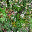IcePlants.tif