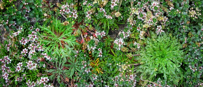 IcePlants.tif
