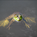KingOfPond