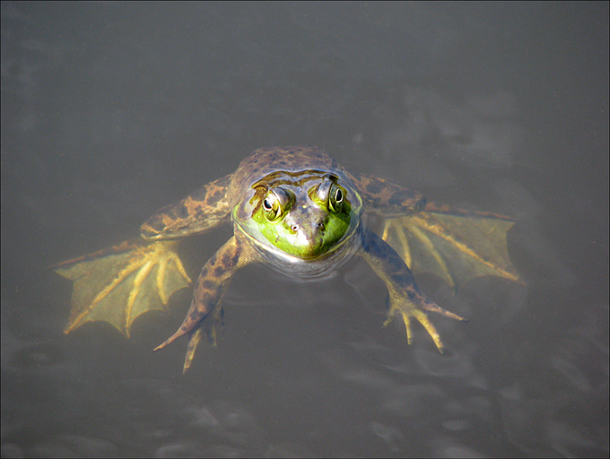 KingOfPond