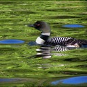 Loon05-4CFinal.tif