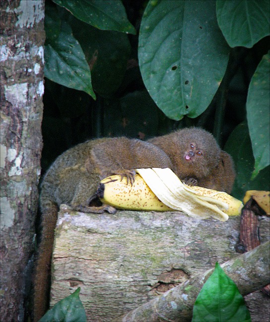 Marmosets