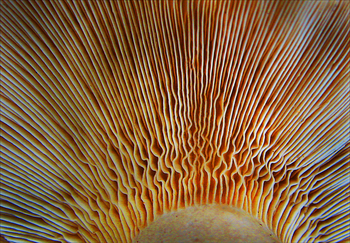 MushroomGills2