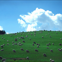 NZ1W