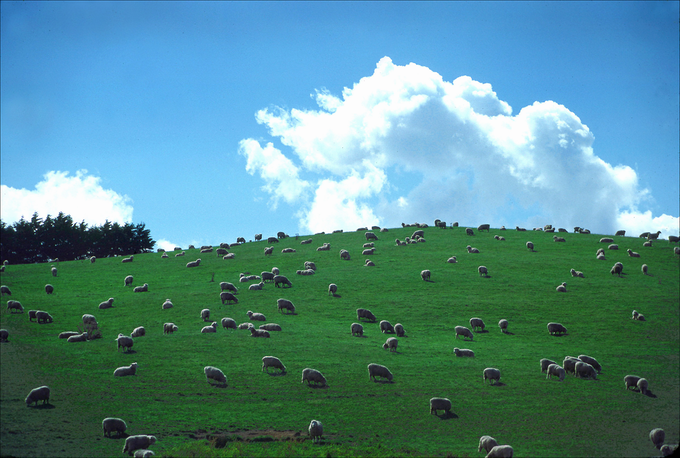 NZ1W