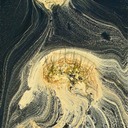 PollenFlowFinal.tif