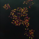 Pondweed07B-final.tif