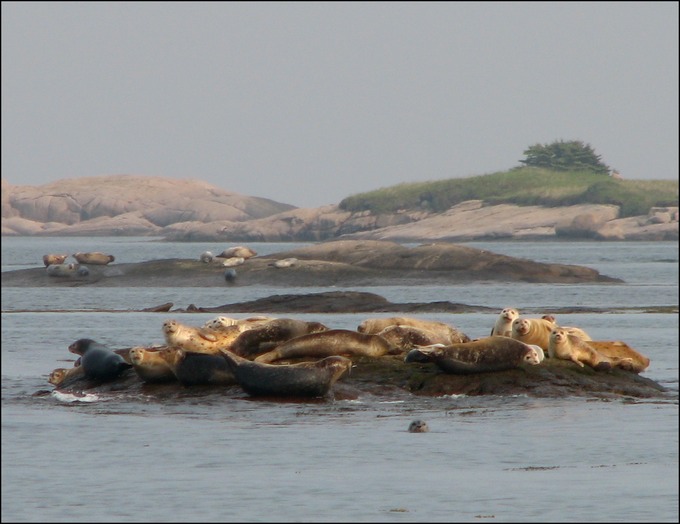 Seals06B.tif