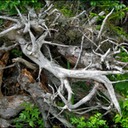 Stump5test.jpg
