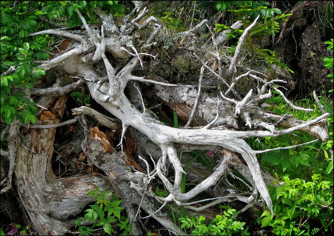 Stump5test.jpg