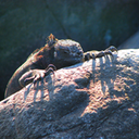 Sunning