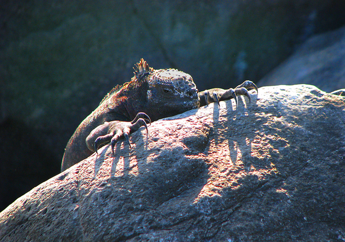Sunning