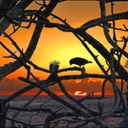 SunsetFinchFinal-Lg.tif