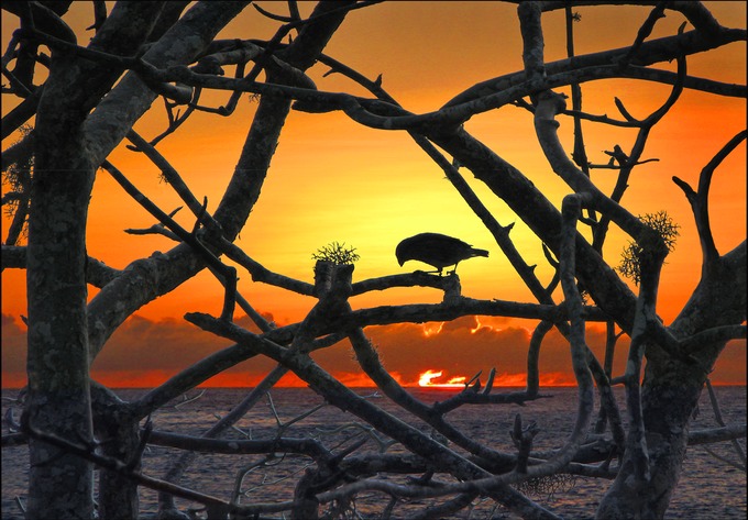 SunsetFinchFinal-Lg.tif