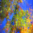 WoodlandReflection